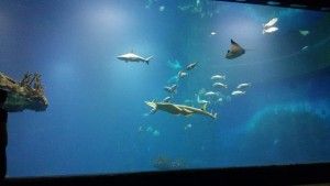 Zwiedziliśmy Afrykarium