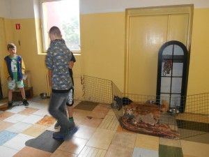 „Pomóżmy zwierzakom”