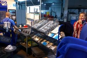 DSC_0738 (Kopiowanie)