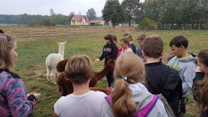 W Alpakowej Zagrodzie.