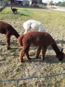 Wizyta w Alpakowej Zagrodzie