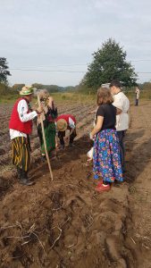 Uczniowie i seniorzy przygotowują się do zbierania ziemniaków na polu.