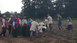 Grupa uczniów i dorosłych z Klubu Seniora zbierają ziemniaki na polu.