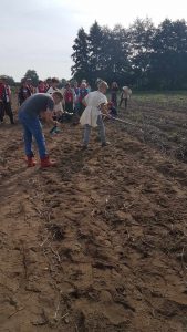 Grupa osób zbiera ziemniaki.