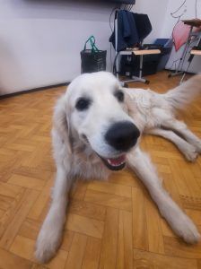 Dogoterapia w klasie drugiej