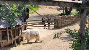 dwie uczennice obserwują białą kozę