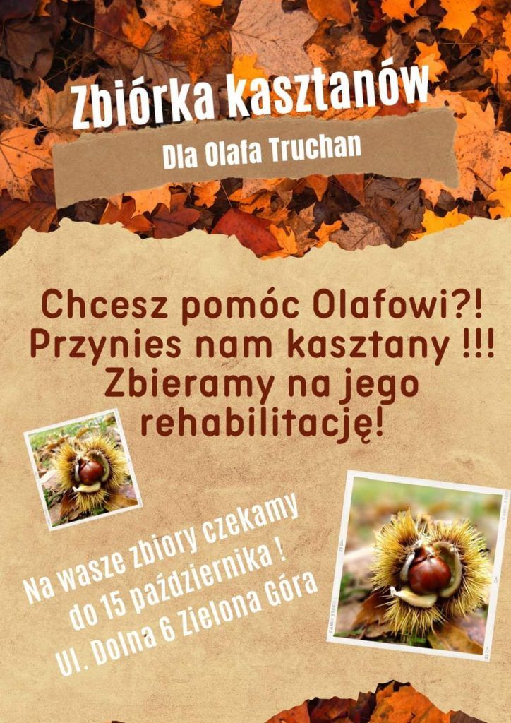 Pomóżmy Olafowi