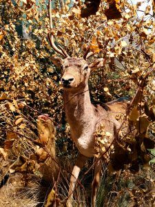 na zdjęciu sztuczny jelonek