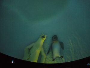 Bohaterowie filmu "Polaris" mis i pingwin