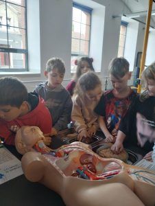 uczniowie oglądają budowę człowieka