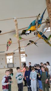 uczniowie oglądają papugi