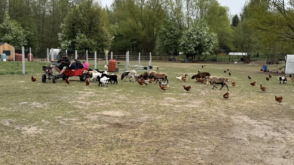 Mężczyzna jedzie traktorem z dziećmi na przyczepie, a wokół biegną kury, owce i kozy na wiejskim podwórku.